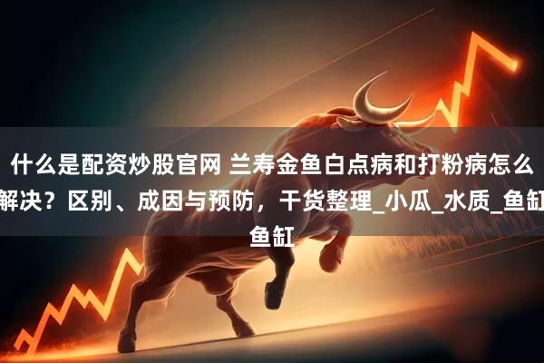 什么是配资炒股官网 兰寿金鱼白点病和打粉病怎么解决？区别、成因与预防，干货整理_小瓜_水质_鱼缸
