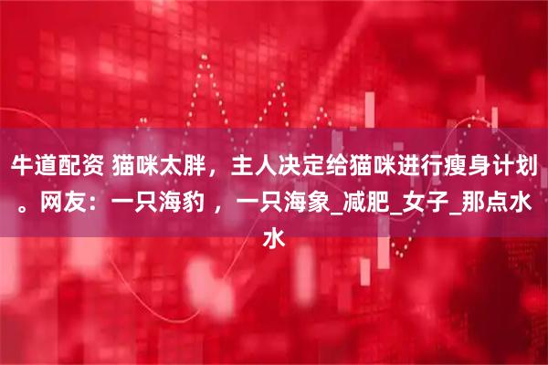 牛道配资 猫咪太胖，主人决定给猫咪进行瘦身计划。网友：一只海豹 ，一只海象_减肥_女子_那点水