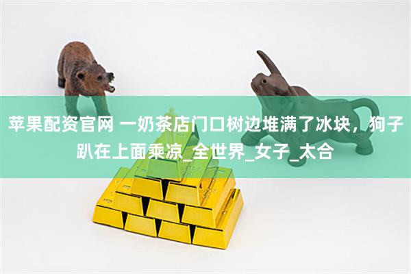 苹果配资官网 一奶茶店门口树边堆满了冰块，狗子趴在上面乘凉_全世界_女子_太合